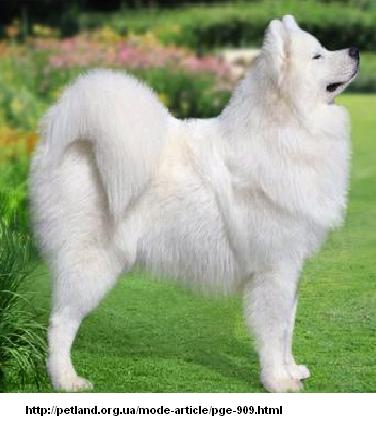 http://www.groommaster.ru/img/img1/Samoyed11.jpg